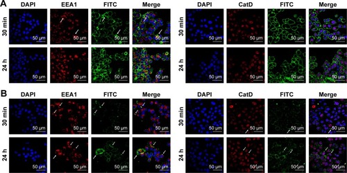 Figure 4 Interaction of TZ with intracellular processes.Notes: Confocal microscopy images of endocytosis mechanism of (A) TZ-FITC and (B) PLGA (TZ-FITC) in SKBR3. Cells were labeled with DAPI (nuclei), mouse AbII-Alexa555 against EEA1 or CatD. Arrows indicate the co-localization of FITC with Alexa555 of AbII. Scale bar = 50 µm.Abbreviations: TZ, trastuzumab; FITC, fluorescein isothiocyanate; PLGA, poly(lactic-co-glycolic) acid.