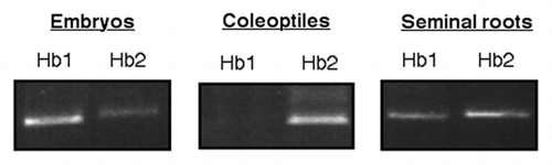 Figure 1 Expression analysis of hb1 and hb2 genes in rice embryonic organs. Amplification of the rice Hb1 and Hb2 transcripts was performed by RT-PCR using specific oligos for Hb1 and Hb2 and conditions described by Arredondo-Peter et al.Citation8