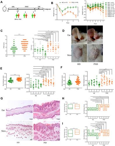 Figure 2 Transfer of healthy but not psoriasis donor’s microbiota protects against psoriasis-like skin inflammation. (A) Experimental setting of the in vivo model of imiquimod induced psoriasis-like skin inflammation model. (B) Changes of body weight following imiquimod treatment of mice receiving feces from 5 healthy (HD) or 5 psoriasis patient donors (PSD). Pooled data from all humans (left) or individuals (right), each feces being transferred into 8–10 mice/group. (C) PASI score of HD and PSD measured at day 7. (D) Representative photographs of left ear and back skin of HD and PSD. Photos were taken at day 7. (E and F) Thickness of ear and skin measured by Digimatic Caliper at day 7. (G) H&E stained ear and skin sections of HD and PSD mice after imiquimod treatment. (H and I) Quantification of histopathological score (0–2) after H&E staining of the ear and skin. All experiments included eight to ten mice per human donor. Scale bar, 100μm. Anova & Student t-test statistical analyses of means ± SD: *p < 0.05, **p < 0.01, ***p < 0.001, ****p < 0.0001.