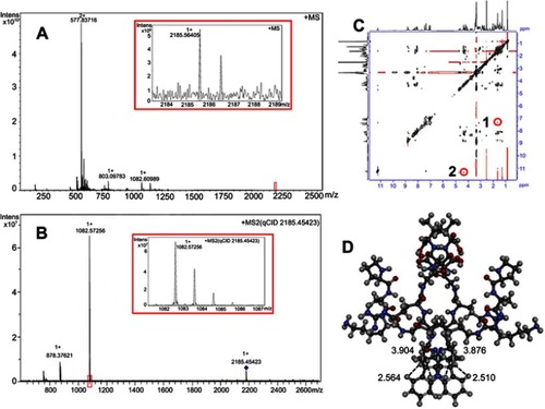 Figure 2 FT-ICR-MS, qCID and NOESY 2D NMR spectra of MTCA-KKV. (A) FT-ICR-MS spectrum of MTCA-KKV in aqueous solution; (B) qCID spectrum of MTCA-KKV in aqueous solution;(C) NOESY 2D NMR spectrum of MTCA-KKV in DMSO-d6;  (D) energy minimized conformation of the dimer of MTCA-KKV.Abbreviations: MTCA-KKV, (1R,3S)-1-methyl-1,2,3,4-tetrahydro-β-carboline-3-carboxyl-Lys(Pro-Ala-Lys)-Arg-Gly-Asp-Val.