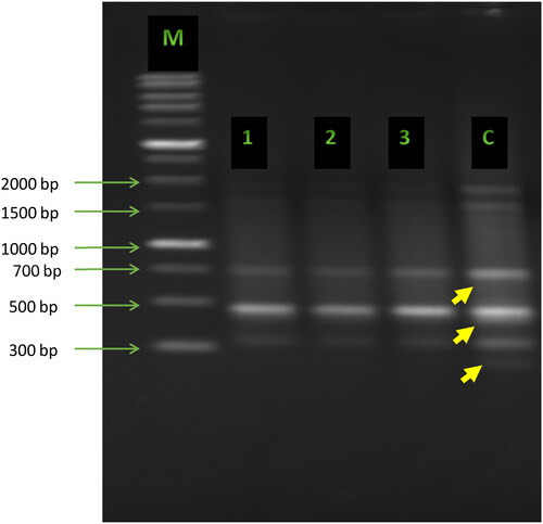 Figure 1. ISSR fingerprints obtained with primer UBC-26 from pea plants (Pisum sativum L.) treated with various concentrations of cadmium. Lane M: 1 kb DNA ladder (Sigma-Aldrich); Lane c: control; Lanes 1, 2, 3: plants treated with cadmium at concentrations of 10, 50 and 100 mg/kg soil, respectively. Yellow arrows indicate the polymorphic bands.