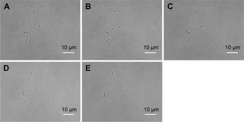 Figure 7 BF images of Escherichia coli growth in presence of Ag-doped CeONP with MIC50 dose.Notes: Growth with Ag-doped CeONP, the incubation time increases every 30 minutes with 0.25 mg/mL; (A) 0, (B) 30, (C) 60, (D) 90, and (E) 120 minutes. No division is observed.Abbreviations: BF, bright-field; CeONP, cerium oxide nanoparticles; MIC50, minimal inhibitory concentrations required to inhibit the growth of 50% of bacteria.
