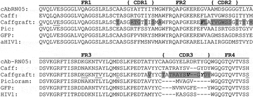 Figure 1. Amino acid sequences of VHH domains. VHH sequences include the anti-RNase A VHH “framework” (cAbrn05) domain,Citation5 the original anti-caffeine VHH by Ladenson et al. (Caff),Citation18 the anti-caffeine VHH produced through grafting CDR regions (Caffgraft)Citation20 examined in this study, an anti-picloram VHH (Picloram),Citation24 an anti-GFP VHH (GFP),Citation25 and an anti-HIV1 capsid protein C-terminal domain VHH (PDB ID: 2xV6). Grey highlighting: anti-caffeine residues introduced into segments of CDR loops of anti-RNase A VHH; underlined residues: anti-RNase A residues that remained post-grafting; bold italicized residues: residues mutated in this study to explore disruption of VHH homodimer.