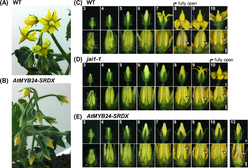 Figure 4. Bud and flower development in AtMYB24-SRDX plants.