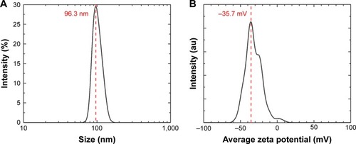 Figure 1 DLS and ZP.Notes: (A) Hydrodynamic diameters of the synthesized SeNPs stabilized in bovine serum albumin and dispersed in DI water; the average size of the nanoparticles is 96.3 nm. (B) The ZP showed a negative charge of −35.7 mV.Abbreviations: DI, deionized; DLS, dynamic light scattering; SeNPs, selenium nanoparticles; ZP, zeta potential.