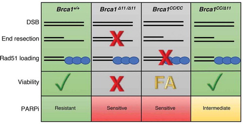 Figure 1. Link between homologous recombination functionality and development in Brca1 mutant mice. Wild-type Brca1 activity at DNA double strand breaks (DSB) supports the end resection and Rad51 loading steps of homologous recombination (HR), promoting viability and PARP inhibitor (PARPi) resistance. Brca1Δ11/Δ11 mouse embryonic fibroblasts (MEFs) produce the hypomorphic Brca1-Δ11 protein which does not promote end resection and results in dysfunctional HR, embryonic lethality, and sensitivity to PARPi. Brca1CC/CC MEFs express Brca1-CC and retain the ability to support end resection however fail to load Rad51 causing PARPi sensitivity, late embryonic lethality, and Fanconi anemia (FA)-like defects. In contrast, compound heterozygous Brca1CC/Δ11 mice exhibit resection and Rad51 loading due to the hypomorphic activities of Brca1-CC and Brca1-Δ11, respectively.