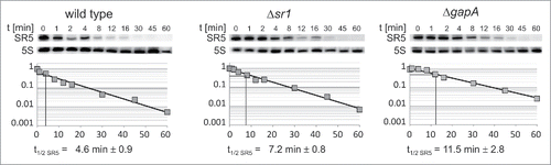 Figure 6. Determination of SR5 half-lives. B. subtilis strains 168, 168 (Δsr1::cat) and 168 (ΔgapA::ery) were grown in complex TY medium until onset of stationary growth phase, samples taken at the indicated times after rifampicin addition, total RNA prepared and separated on 6% denaturing PAA gels as described.Citation16 [α-32P]UTP-labeled riboprobes were used. Reprobing was performed with [γ-32P]ATP-labeled SB767 specific for 5S rRNA. Autoradiograms of Northern blots are shown. Half-lives presented under the gels are averaged from 3 independent determinations.