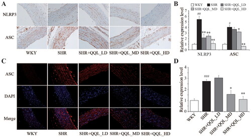 Figure 2. QQL ameliorates the inflammasome of arterial in SHR. (A) The positive expression of NLRP3 and ASC in arterial was observed by immunohistochemistry analysis. (B) Relative quantitative analysis of NLRP3- and ASC-positive cells in arterial tissue (n = 5). (C) The positive expression of ASC in arterial observed by immunofluorescence analysis. (D) Relative quantitative analysis of ASC-positive cells in arterial tissue (n = 5). # indicates significant difference (p < 0.05), ## indicates significant difference (p < 0.01), ###indicates significant difference (p < 0.001) in SHR group compared with WKY group. *indicates a significant difference (p < 0.05), ** indicates significant difference (p < 0.01) in QQL treatment groups compared with SHR group.
