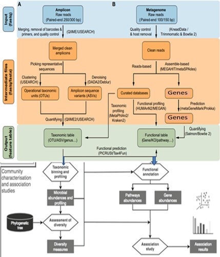 Figure 3. Basic metagenomics data analysis steps and currently used bioinformatics tools (Martin et al. Citation2018).