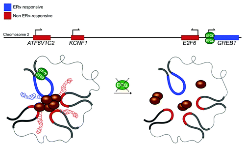 Figure 2. Chromosomal contact in multigene complexes may promote transcription of interacting genes. GREB1, an ERα-inducible gene, is cotranscribed with non-ERα inducible genes in the same multigene complex. siRNA knockdown of ERα, does not only abrogate GREB1 transcription, but also the other interacting genes. In addition, chromosomal interactions between GREB1 and non-ERα inducible genes are abrogated.Citation6