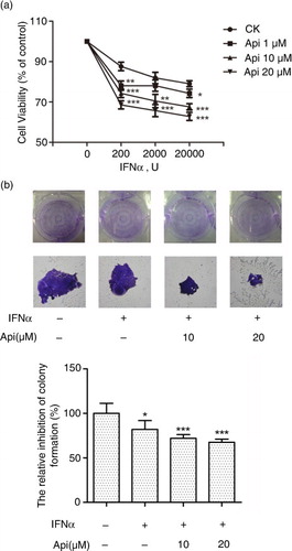 Fig. 6 Apigenin potentiates the inhibitory effect of IFN-α on cancer cell viability. (a) The HeLa cells (5×103 cells/well) were seeded in 96-well plates and treated under indicated concentrations of apigenin and IFN-α for 72 h. Cell viability was measured by Alamar Blue assay and the values are expressed as the percentage cell viability relative to the DMSO control. (b) The HeLa cells growing in 6-well plates were treated with the indicated concentrations of apigenin and IFN-α (1×104 U/mL) for 12 days, and then colonies were visualized by staining with crystal violet and counted manually. The bar graph was obtained by calculating the percentages of colony numbers from each well relative to the DMSO-treated control. (*) p<0.05, (**) p<0.01, (***) p<0.001 versus control (n=3).