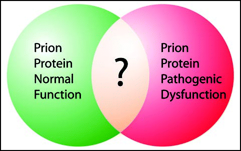 Figure 1 The overlap between the normal function of PrPC and the pathogenic dysfunction of PrPSc in disease depicted as a Venn diagram. The extent of overlap between the normal function of PrPC and its role in prion disease is open to speculation, the circles could have a much greater or perhaps even less overlap.