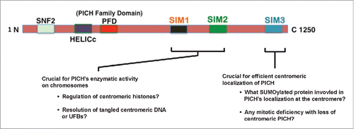 Figure 5. Schematic representation of PICH with proposed functions of SIMs. Proposed functions of the different SIMs on PICH and remaining questions to be answered about each SIM. SIM3 is critical for centromeric localization of PICH whereas SIM1&2 is critical to for PICH's function in the resolution of chromatin bridges during mitosis through binding to distinct SUMOylated chromosomal proteins.