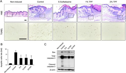 Figure 3. Topical application of TPF protects against apoptosis after cutaneous I/R injury. (A) H&E and TUNEL staining of cutaneous pressure ulcer 4 days after I/R injury. Scale bar, 100 µm. (B) Number of apoptotic cells in the cutaneous pressure ulcer site 4 days after I/R injury. (C) Bax and cleaved caspase-3 expression quantified by immunoblot 4 days after I/R injury. Scale bar: 100 µm. Data represent mean ± S.D. Significant values were *p < 0.05 and **p < 0.01 vs. control.