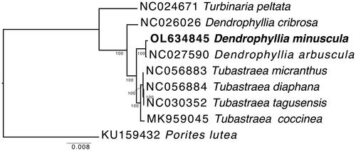 Figure 1. Phylogenetic reconstruction of Dendrophyllia minuscula and other representative taxa of the family Dendrophylliidae based on complete mitochondrial genomes. Numbers at nodes represent maximum likelihood bootstrap values. Porites lutea was selected as outgroup.