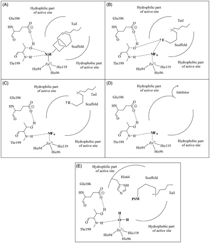 Figure 2. CA inhibition mechanisms (A–D) and the CA activation mechanism (E). The CA modulators of activity incorporate various scaffolds and tails in their molecule, as well as characteristic functionalities for all category: (A) the zinc binders possess a zinc-binding group (ZBG) which is coordinated to the metal ion; (B) the compounds which anchor to the zinc-coordinated water incorporate an anchoring group (AG) which hydrogen bonds with the water coordinated to the metal and the OH of Thr199; (C) AGs are also present in compounds which occlude the entrance of the active site cavity; (D) some inhibitors which bind out of the active site; (E) the activators incorporate proton-shuttling moieties (PSMs) and bind in the same active site region as the inhibitors shown at (C). Only α-class CAs are considered here (as they are the enzymes present in mammals, including humansCitation12,Citation14) although these mechanisms may be valid to other CA classes.