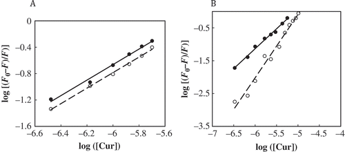 FIGURE 7 Double-logarithmic plot of the curcumin quenching effect on the native (•) and modified (○) forms of BSA (a) and casein (b) fluorescence at 293 K in 50 mM sodium phosphate buffer pH 7.0. Kb and n values are obtained from the y-intercepts and slopes of the plots, respectively.