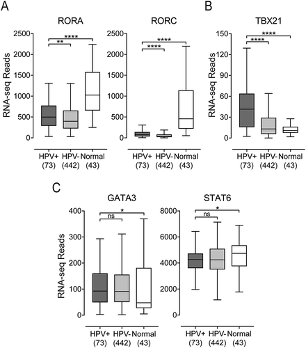 Figure 2. Expression of marker genes indicating that CD4+ helper T-cell subsets present in head & neck carcinomas stratified by human papillomavirus (HPV) status. Normalized RNA-seq data for TBX21 (Th1), GATA3 and STAT6 (Th2), and RORA and RORC (Th17) was extracted from The Cancer Genome Atlas (TCGA) database for the head & neck cancer (HNSC) cohort for HPV+, HPV−, and normal control tissues. Numbers in brackets refer to the number of samples included in each analysis. * p ≤ 0.05; ** p ≤ 0.01; *** p ≤ 0.001; **** p ≤ 0.0001, ns (not significant).