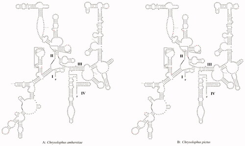 Figure 3. Prognostic map of 12S rRNA secondary structures in C. amherstiae and C. pictus. The different bases are shown in red. I–IV represent structural domains.