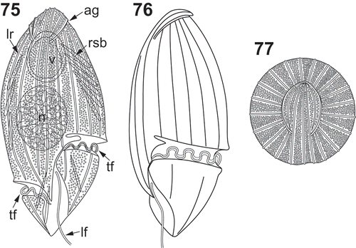 Figs 75–77. Line drawings of different views of Katodinium glaucum. Fig. 75. Ventral view. Fig. 76. Sinistro-lateral view. Fig. 77. Apical view. ag = apical groove. lf = longitudinal flagellum. lr = longitudinal rib. n = nucleus. rsb = rod-shaped body. tf = transversal flagellum. v = food vacuole.