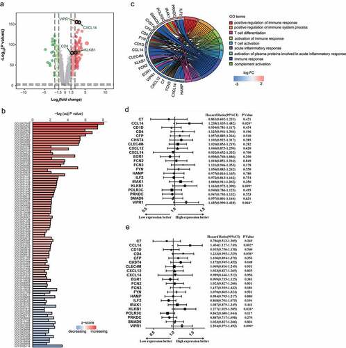 Figure 1. Identification of a differentially expressed immune-associated gene signature for HCC. (a) Volcano plot shows differentially expressed genes based on an absolute log2 fold change (FC) >1.5 and adjusted P value < 0.05; black circles indicate four immune-associated genes. (b) GO analysis of the top 250 differentially expressed genes. (c) Circos plot illustrating the relationship between differentially expressed immune-associated genes and GO terms for HCC. (d) Univariate analysis of the relationship between differentially expressed immune-associated genes and HCC overall survival. (e) Univariate analysis of the relationship between differentially expressed immune-associated genes and HCC disease-free survival