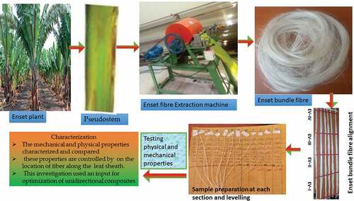 Figure 1. Extraction and sample preparation of Enset bundle fibers from enset plant Pseudostem.