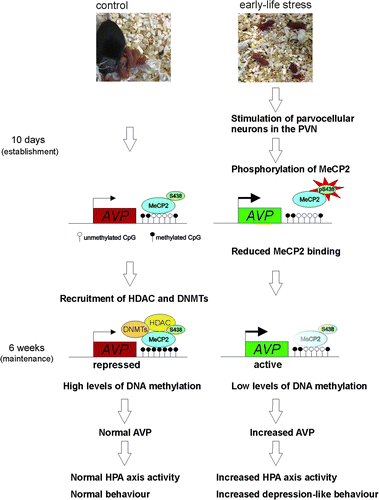 Figure 3.  Epigenetic programming of AVP. Experience-dependent activation of neurons in the PVN during early life leads to phosphorylation of MeCP2 inhibiting its DNA binding to and repression of AVP. In the absence of MeCP2-binding DNA, hypomethylation gradually evolves in early life stressed mice underpinning reduced MeCP2 occupancy at the AVP enhancer and maintaining epigenetic control of AVP expression into later life.