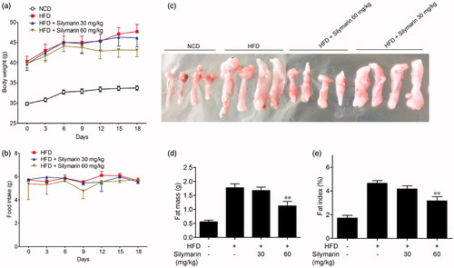 Figure 1. Silymarin ameliorated fat accumulation in HFD-induced obesity mice. Mice were fed with NCD or HFD for 14 weeks, then treated with silymarin for 3 weeks, followed by 12-h fasting. Bodyweight (a) and food intake (b) were recorded. (c) Epididymal fat mass was harvested and weighted (d) and normalized for total body mass (e). Values are means ± SD (n = 8). *p < 0.05, **p < 0.01, compared to HFD group.