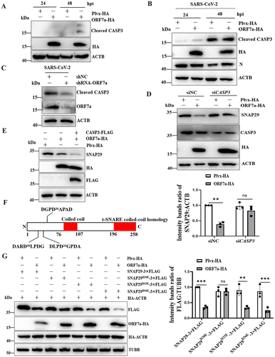 Figure 6. SARS-CoV-2 ORF7a activates CASP3 and cleaves SNAP29 at aspartic acid residue 30 (D30). (A) HeLa cells were transfected with ORF7a-HA or empty vector plasmids. At 24 and 48 hpt, the cells were lysed and analyzed by immunoblotting. (B) HeLa-ACE2 cells were infected with SARS-CoV-2 (MOI = 0.01) for 24 and 48 h, and then cell lysates were subjected to western blotting analysis. ACTB served as the protein-loading control. (C) HeLa-ACE2 cells were transfected with shNC or shRNA-ORF7a for 24 h and were infected with 0.01 MOI SARS-CoV-2 for an additional 48 h, and then cell lysates were subjected to western blot analysis. (D) HeLa cells were transfected with siNC (100 nM) or siRNA for CASP3 (siCASP3) (100 nM) for 48 h and were transfected with plasmid encoding ORF7a-HA for an additional 24 h, and then cell lysates were subjected to western blot analysis. The relative protein expression levels normalized to ACTB were quantified by densitometry analysis of at least three independent replicates. Error bars represent standard deviations of the means (n = 3). Ns, p > 0.05; **, p < 0.01. (E) HeLa cells were transfected with ORF7a-HA or cotransfected with ORF7a-HA and CASP3-FLAG recombinant plasmids. At 48 hpt, the cells were lysed and analyzed by immunoblotting. (F) Sequence analysis of SNAP29 indicated three putative sites (DARD30LPDG, DLPD33GPDA, and DGPD36APAD) with high probability scores (>0.9) for CASP3 cleavage. (G) Identification of the specific cleavage site of SNAP29. HeLa cells were transfected with the wild type or the substituted (D30E, D33E or D36E) mutant of SNAP29-3× FLAG together with ORF7a-HA or vector; simultaneously, cells were cotransfected with HA-ACTB as a control to compare the transfection efficiency of ORF7a-HA. Immunoblotting analysis of the wild type and the D30E, D33E or D36E mutant of ectopic SNAP29 proteins was performed with the FLAG antibody. The relative protein expression levels normalized to TUBB were quantified by densitometry analysis of at least three independent replicates. Error bars represent standard deviations of the means (n = 3). Ns, p > 0.05; **, p < 0.01; ***, p < 0.001.