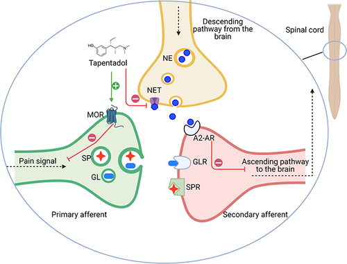 Figure 1 Suggested tapentadol analgesic mechanism of action. A dual-function on the mu-opioids receptor (MOR) and norepinephrine reuptake transporter (NET). Alpha 2- adrenoreceptor (A2-AR), substance P receptor (SPR), and Glutamate receptor (GLR).