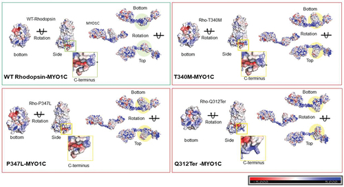 Figure 6. Electrostatic surface potential of individual WT and mutant Rhodopsin molecules and in complex with MYO1C. The bar denotes and marks the surface colors fixed at −5 red and +5 blue, displaying the charge distribution in the surface map of the structure. The composition of amino acid residues determines the final charge distribution, hence it makes a significant contribution in the protein interactions. (a) The C-terminus overhang of WT-Rhodopsin has a conserved VXPX ciliary targeting motif, the panel shows the charge distribution of the entire amino acid residues accessible for cytosolic proteins interaction, on the bottom surface of Rhodopsin. The rotated 3D structure of WT-Rhodopsin shows a side view of it and the overhang with an asterisk symbol for the reference site. The MYO1C-WT Rhodopsin docking structure shows a charge distribution on the surface and the rotated image shows the alignment of Rhodopsin interaction under wild-type conditions. (b) The C-terminus overhang of Rho-T340M mutant has a conserved VXPX ciliary targeting motif in close proximity. The panel shows the charge distribution of the amino acid residues accessible for cytosolic proteins interactions on the bottom surface of T340M. The rotated 3D structure of T340M shows a side view of it and the overhang with an asterisk symbol for the mutation and sidechain of Leucine. The MYO1C-Rho T340M mutant docking structure shows a charge distribution on the surface with the rotated image are showing the alignment difference of T340M interaction. (c) The C-terminus overhang of Rho-P347L has a point mutation at the conserved VXPX ciliary targeting motif on the P residue. The panel shows the charge distribution of the amino acid residues accessible for cytosolic proteins interactions on the bottom surface of Rho-P347L. The rotated 3D structure of Rho-P347L shows a side view of it and the overhang with an asterisk symbol for the mutation and sidechain of Leucine. The MYO1C-P347L docking structure shows a charge distribution on the surface with the rotated image are showing the alignment difference of P347L interaction. (d) The C-terminus overhang deleted from Q312Ter mutation the conserved VXPX chain is not available. The panel shows the charge distribution of the amino acid residues accessible for cytosolic proteins interactions on the bottom surface of Q312Ter. The rotated 3D structure of Q312Ter shows a side view of it and with the reduced overhang. The MYO1C- Q312Ter docking structure shows a charge distribution on the surface with the rotated image are showing the alignment difference of Q312Ter interaction under mutant condition. The mutant Rhodopsin structures generated from the mutagenesis wizard in PyMol.