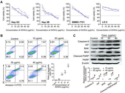 Figure 2 Cytotoxicity and apoptosis-inducing activity of ACNVs. (A) Cytotoxicity of ACNVs on different cells detected by MTT method. Cell viability of 50% was marked by dotted lines. The half-inhibitory concentration (IC50) of ACNVS on Hep G2, Hep 3B, SMMC-7721 or LO 2 cells was 42.5, 31.7, 37.8 or 279.8 μg/mL, respectively. (B) Flow cytometric analysis of Hep G2 cell apoptosis induced by ACNVs with different concentrations for 24 h by using Annexin V-FITC/PI staining. (C) Immunoblotting for apoptosis-related proteins of Hep G2 cells treated with ACNVs. **p < 0.01, ***p < 0.001 vs control.