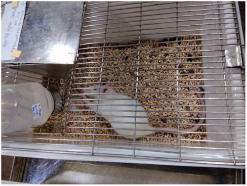 Figure 6. Rat drinking meloxicam pivalate solution after water deprivation.