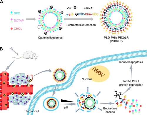 Scheme 1 Schematic illustration of pH-responsive multifunctional PHD/LR (A) and the mechanism of accumulation into tumor tissue and exhibition of antitumor activity (B).Abbreviations: CHOL, cholesterol; DOTAP, N-[1-(2, 3-dioleyloxy) propyl]-N, N, N-trimethylammonium chloride; LR, lipoplex; mPEG: methoxy poly(ethylene glycol); PHD, mPEG-PHis-PSD; PHis, poly(histidine); PSD, poly(sulfadimethoxine); SPC, soybean phospholipids.