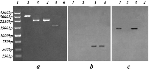Fig. 3 Validation of the rolP knockout and overexpression strains. a, PCR analyses of WT and transformants. Lane 1, Takara 250 bp DNA ladder; Lanes 2–4, amplification of rolP. 2, the knockout strain ΔrolP, 3, the overexpression strain Ov-Pl36-1, 4, the wild type strain Pl36-1. Lanes 5–6, amplification of the CBX resistance gene. 5, the Ov-Pl36-1 strain and 6, the WT strain. b, Southern blot analysis of the rolP gene in the colonies of WT and transformants. Lane 1: The pCAMBIA1301B vector; Lane 2, the ΔrolP strain; Lane 3, the Ov-Pl36-1 strain; Lane 4, the WT strain. c, Southern blot analysis of the CBX gene in the colonies of WT and transformants. Lane 1, the pCAMBIA1301B vector; Lane 2, the Δrolp strain; Lanes 3, the Ov-Pl36-1 strain; Lane 4, the WT strain.