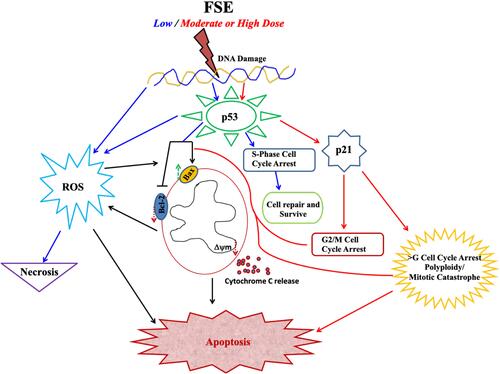 Figure 14 Schematic illustration of FSE induced dose-dependent signaling pathways.