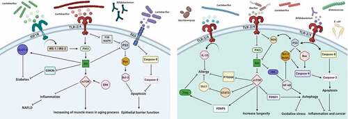 Figure 1. Schematic representation of the complex crosstalk between probiotics and the PI3K/AKT/mTOR signaling network, whereby extracellular and intracellular signals converge to orchestrate canonical upstream and downstream pathways to modulate a wide range of biological processes involved in various disorders. A detailed description of these interactions is provided in the text. Right: Up-regulation of PI3K/AKT/mTOR signaling cascade by probiotics. Left: Down-regulation of hyperactivated PI3K/AKT/mTOR signaling pathway by probiotics. Arrows indicate positive regulation (activation/stimulation), bar-headed lines indicate negative regulation (inhibition). The abbreviations shown in the figure can be found in the main text. (Figure was designed by https://biorender.com)