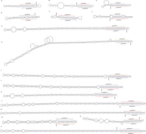 Figure 2. Novel miRNA-miRNA* duplexes discovered in soybean. A-P: The newly identified miRNAs and miRNA*s (marked with lines) were mapped to the pre-miRNAs. The degradome-supported DCL1-mediated cleavage signals were marked with arrows.