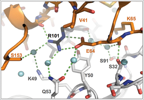 Figure 3. Close-up view of binding interactions involving the key epitope residue Glu 64. Heavy- and light-chain paratope residues are in black and light-gray sticks, respectively, while epitope residues are in orange. Light-blue spheres denote water molecules, dashed lines close contacts. Note the double interaction of the Glu 64 carboxylate group with Arg H101, the interaction with Tyr L50 and the water-mediated H-bonded contact to Gln L53.