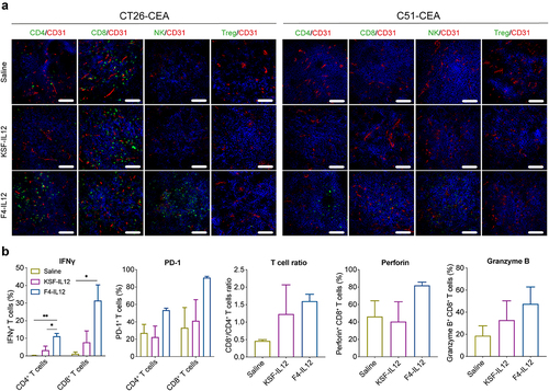 Figure 6. Ex vivo analysis of F4-IL12 treated tumor-bearing mice. (a) Analysis of tumor-infiltrating lymphocytes in CT26-CEA (left) and C51-CEA (right). Tumors were removed 48 hours after the third injection and analyzed by immunofluorescence staining. Markers specific for CD4+ T cells (CD4), CD8+ T cells (CD8), Natural killer cells (NKp46), and regulatory T cells (Foxp3) were used (green). Vasculature was visualized through CD31 staining (red) and nuclei with DAPI (blue). 20× magnification; scale bar = 100 μm. (b) Phenotype analysis of CD4+ and CD8+ T cells in the tumor of treated C51-CEA bearing mice. Tumors were removed 48 hours after the third injection. Bar plots show expression levels of IFNγ, PD-1 (both in CD4+ and CD8+ T cells), the ratio of CD4+ and CD8+ T cells, and expression of Perforin and Granzyme B in CD8+ T cells. Statistical differences were assessed between mice receiving saline, KSF-IL12, and F4-IL12. *p < 0.05; **p < 0.01 (regular one-way ANOVA test with Tuckey posttest). Error bars = SEM; n = 3.