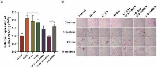 Figure 1. Estrus cycle and relative miR-223-3p expression in rats (A) Relative miR-223-3p expression in rats of different treatments. (B) The vaginal secretions of rats were tested via HE staining. Results from real time PCR are expressed as (2−ΔΔCt; arbitrary units) ± SD relative to GAPDH. Data were presented in a manner of mean ± SD (n ≥ 3 experiments). Outcomes of *p < 0.05, **p < 0.01, ***p < 0.001, ****p < 0.0001 were determined via Student<apos;>s t-test (two groups) or one-way ANOVA, subsequently with Tukey<apos;>s test (more than two groups).