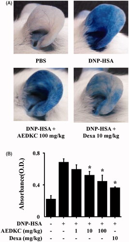 Figure 2. Effects of AEDKC on IgE-mediated passive cutaneous anaphylaxis. Mouse ear skin (n = 5/group) was sensitized with an intradermal injection of anti-DNP IgE (0.5 μg/site) for 48 h. AEDKC and Dexa were orally administered 2 h before the intravenous injection of DNP-HSA (1 mg/mouse) and 4% Evans blue (1:1) mixture. Thirty minutes later, the ears were collected to measure pigmentation. The dye was extracted as described in the Materials and methods section and detected using a spectrophotometer. (A) Representative photographic images of ears. (B) Graph data represent the mean ± SD (n = 5/group) of two independent experiments. *p < 0.05 compared with the DNP-HSA-challenged group. Dexa: dexamethasone.