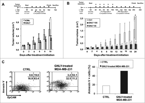 Figure 2. Granulysin treatment of nude mice bearing MDA-MB-231 human mammary cancer xenografts. (A) 1 × 106 MDA-MB-231 mammary cancer cells were injected s.c. in 10 nude mice. After around 15 d, when tumor volume had arrived to 0.1 cm3, mice were divided in two groups, CTRL and GNLY-treated, n = 5 for each experimental group. Mice in the GNLY group received intra-tumoral injections of GNLY at 44 μg in 50 µL of PBS every 2 d for five times and then mice were sacrificed. Mice in the CTRL group received injections of 50 µL PBS with the same time schedule. (B) the same protocol as in A was followed, with the difference that granulysin-treated mice were divided in two groups, in one of them (GNLY 10X), mice were treated for 10 times with intra-tumoral granulysin, and in the other group (GNLY 5X), mice were treated for only five times, leaving them without any treatment until the end of the experiment. Data are the mean ± SD of the tumor volume in each group of the study. *, p < 0.05. (C) Left panels: Cells obtained from tumors resected in the experiment shown in A, were stained with a FITC-labeled anti-EpCAM mAb and with PE-labeled Annexin-V staining and analyzed by flow cytometry as shown in the dot plots. Numbers in the dot plots correspond to the percentage of cells in each quadrant. Right panel: Percentage of apoptotic tumoral cells in the resected tissue from each experimental group.