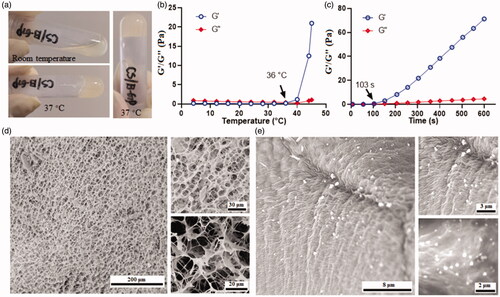 Figure 2. Formation of the CS based hydrogel. (a) the representative images of thermosensitive hydrogel; (b) the temperature dependent changes of modulus of the hydrogel; (c) the time dependent changes of modulus of the hydrogel; (d) the representative SEM images of the porous hydrogel; (e) the representative SEM images of the micelle in the hydrogel.