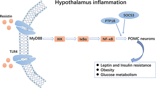 Figure 3 Toll-like receptor 4 (TLR4)-NF-κB pathway. Resistin can activate the TLR4-NF-κB pathway of pro-opiomelanocortin (POMC) neurons and inhibit expression of the insulin receptor, thereby regulating glucose homeostasis.