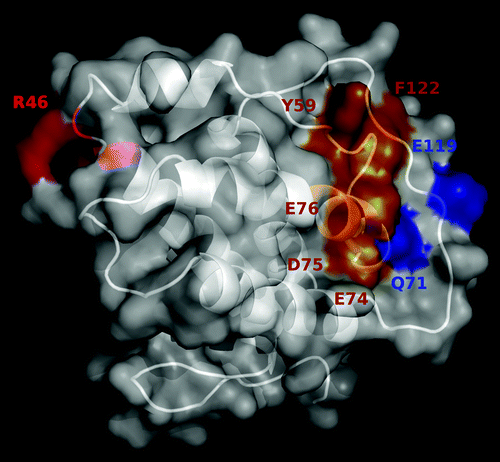 Figure 5. Location of the antigenic regions recognized by immunoenhancing and immunoregulatory antibodies on mouse IL-2. The predicted 3D structure of mIL-2 is represented in white as a cartoon with semi-transparent surface. Residues belonging to functional epitopes are labeled. The functional epitope recognized by the immunoregulatory antibody JES6-1A12 is colored red. Residues contributing to the formation of the overlapping epitopes recognized by the immunoenhancing antibodies JES6-5H4 and S4B6 are highlighted in orange, while additional residues involved only in recognition by JES6-5H4 mAb are shown in blue. The figure was generated with Pymol.