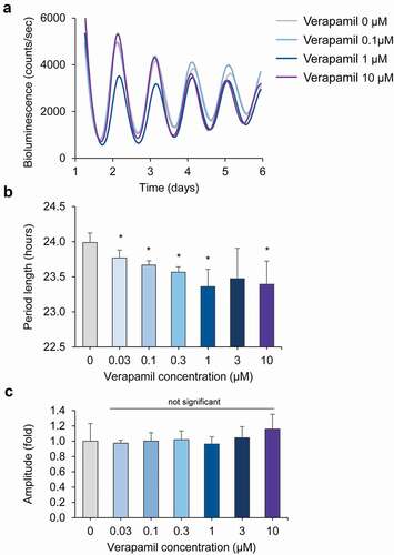 Figure 1. Verapamil shortens the circadian period of mouse Per2::lucSV reporter fibroblast cells. (a) Representative PER2::LUC bioluminescence recording of Per2::LucSV fibroblast cells. PER2::LUC fusion protein oscillations show a period shortening effect with verapamil compared to controls. (b) Average circadian period lengths for reporter fibroblast cells treated with increasing concentrations of verapamil (n = 4 for each concentration). Error bars represent standard deviation, * represents a significant (p < .05) change compared to control (“Verapamil 0”). (c) Verapamil does not cause amplitude changes in Per2::LucSV fibroblast cells. Average amplitude values for fibroblasts treated with increasing concentrations of verapamil (n = 4 for each concentration) are shown. Error bars represent standard deviation, p < .05 indicates significance