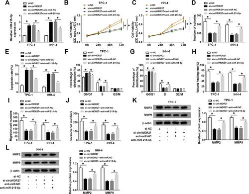 Figure 4 Knockdown of circWDR27 represses PTC cell progression by upregulating miR-215-5p. TPC-1 and IHH-4 cells were transfected with si-NC, si-circWDR27, si-circWDR27 + anti-miR-NC, or si-circWDR27 + anti-miR-215-5p. (A) The expression of miR-215-5p was examined by qRT-PCR. (B and C) MTT assay was conducted to assess cell viability. (D) Colony formation assay was performed to evaluate colony formation ability. (E–G) Flow cytometry analysis was employed to determine apoptosis rate and cell cycle distribution. (H–J) Wound healing assay and transwell assay were utilized to assess cell migration and invasion capacities. (K and L) The protein levels of MMP2 and MMP9 were detected by Western blot assay. *P<0.05.