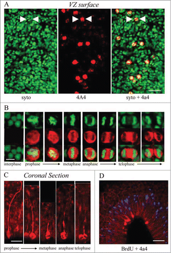 Figure 4. M-phase cells in the embryonic turtle VZ express the RG lineage marker phosphorylated vimentin (4A4) and reveal RG cell morphology. (A) En face cortical slab stained with syto-11 (green) and 4A4 (red). All M-phase cells at the ventricular surface express 4A4. (B) 4A4 robustly labels M-phase cells throughout mitosis. (C) In coronal sections 4A4 labeled mitotic cells lining the ventricle that possessed pial fibers coursing out through the parenchyma. Pial fibers were most robust in prophase, but a thin process remained throughout division. (D) A brief BrdU (blue) pulse shows that S-phase cells are found in an abventricular position at the top of the VZ while 4A4+ cells mitotic cells were located at the ventricular surface, indicating interkinetic nuclear migration in the developing turtle telencephalon. Scale bars: A, 20 μm; B, 5 μm; C, 10 μm; D, 20 μm.