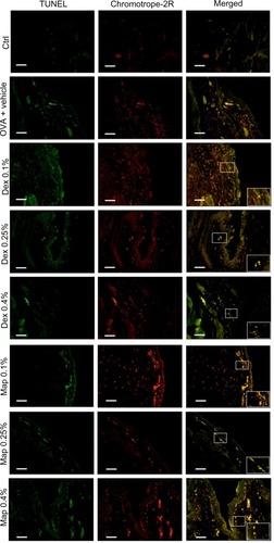 Figure 6 Map and Dex eye drops increase, in a dose-related manner, the number of positive apoptotic eosinophils detected by TUNEL staining and chromotrope-2R counterstaining, in tarsal conjunctival sections prepared from guinea pigs sacrificed 24 hours after OVA challenge.